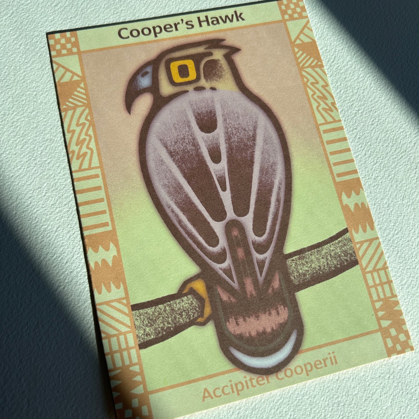 Cooper’s Hawk Postcard