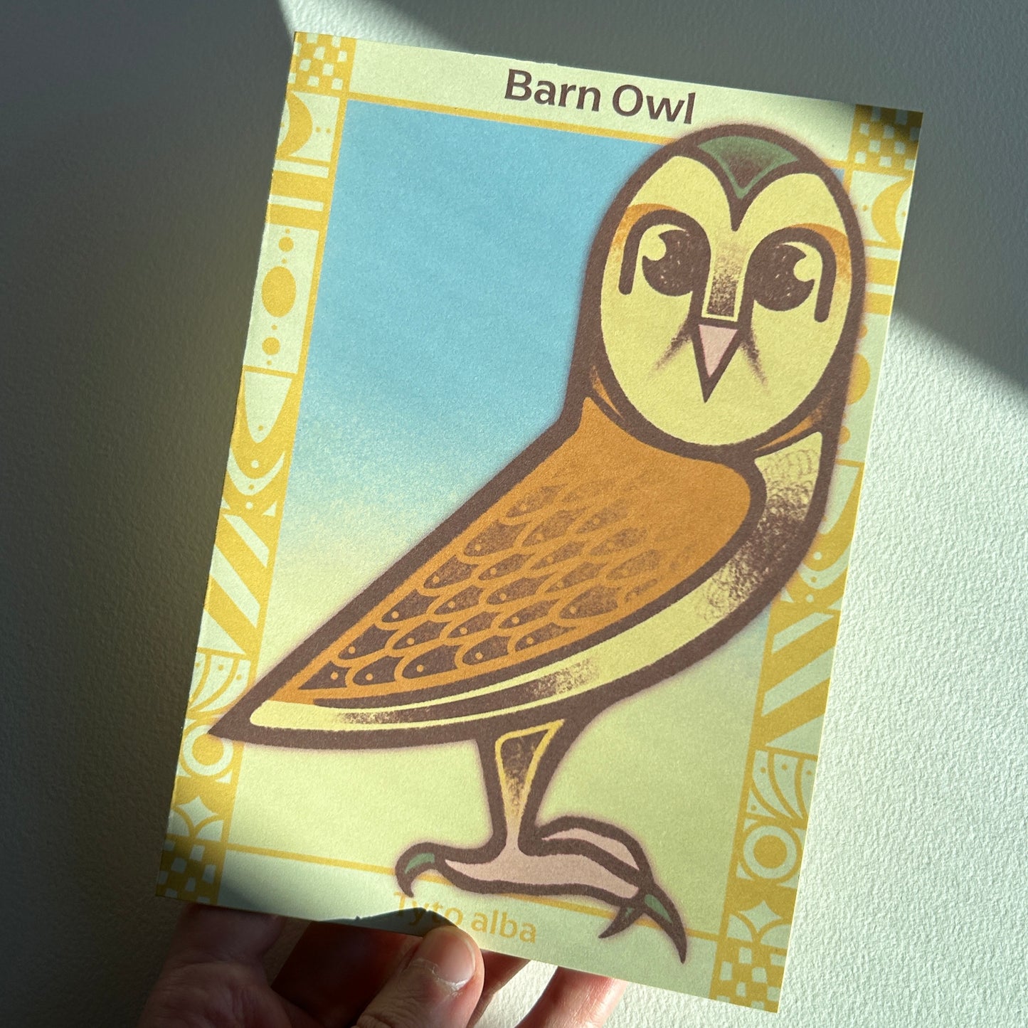 Barn Owl Postcard