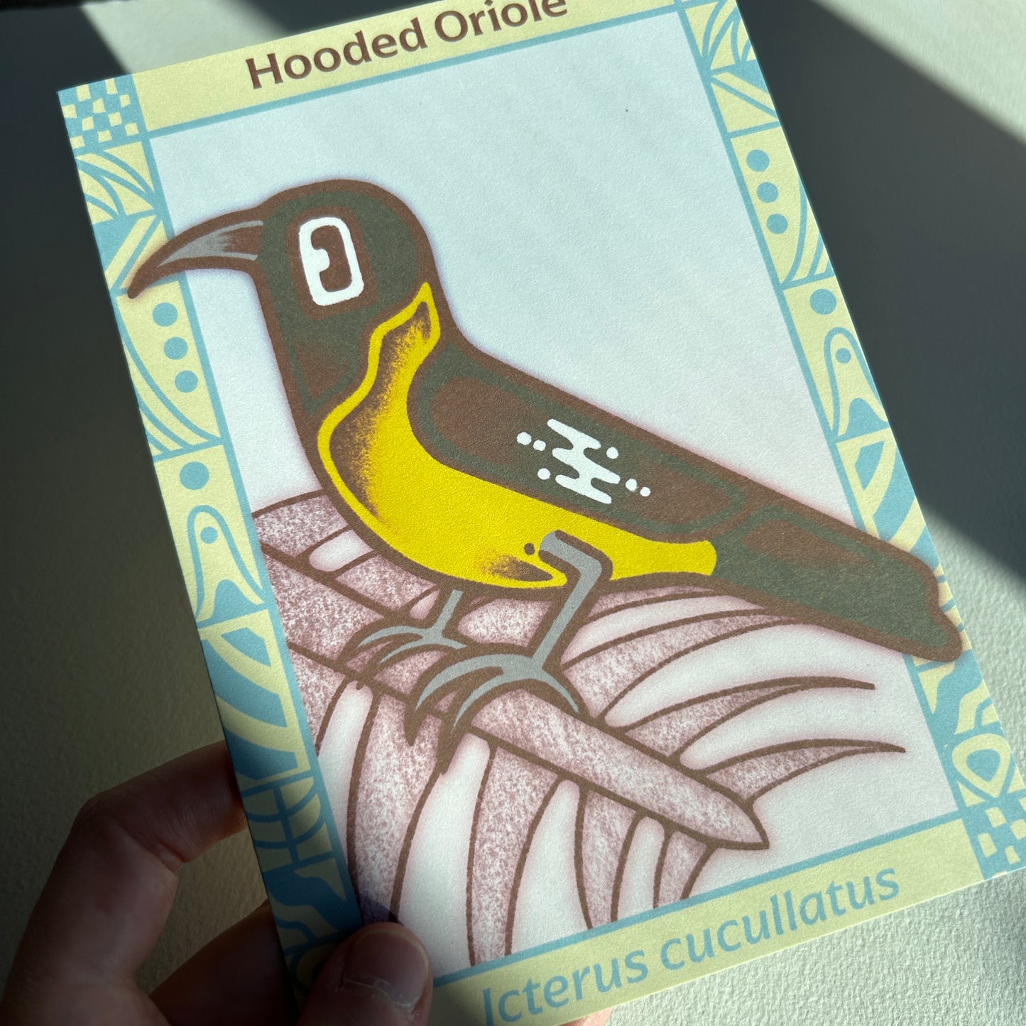 Hooded Oriole Postcard