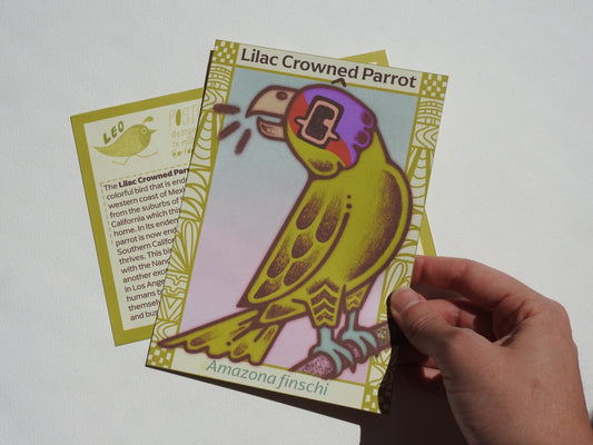 Lilac Crowned Parrot Postcard