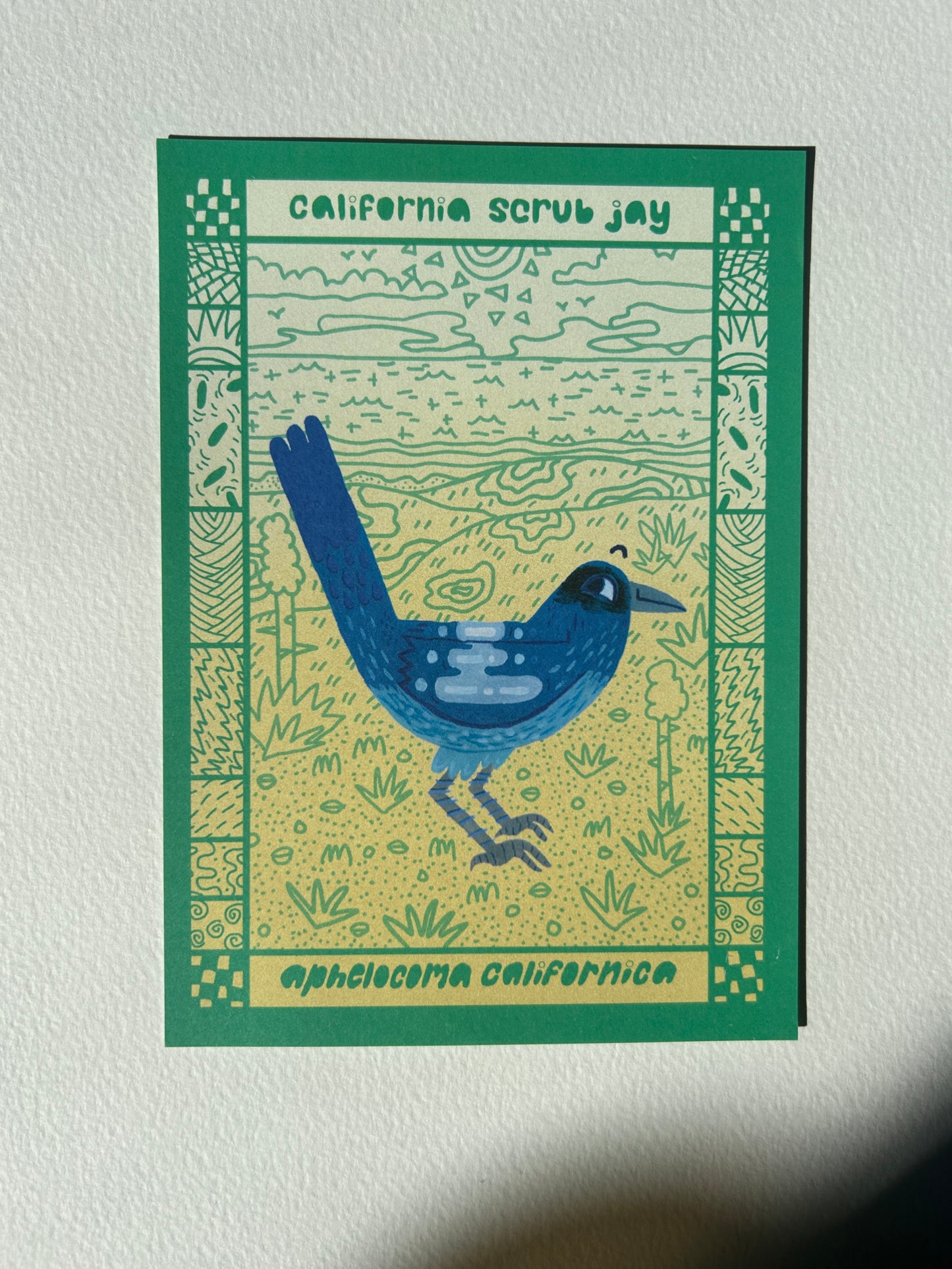 California Scrub Jay Postcard